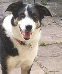 photo of the author's dog a black and white border collie called Cindy